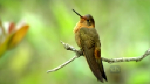 Видеоклип на песню Убей - Жизнь колибри. Волшебство в воздухе 