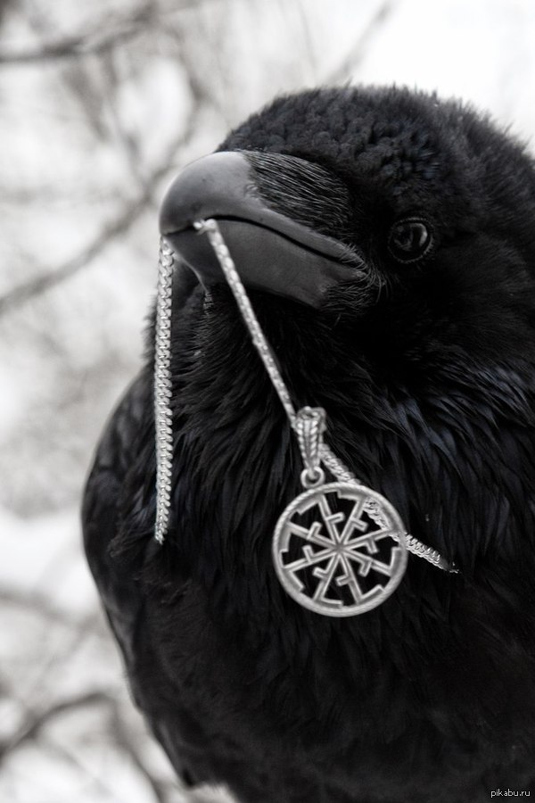 Александр Пушной - Черный ворон фото