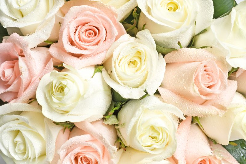 Ласковый Май - Белые розы фото