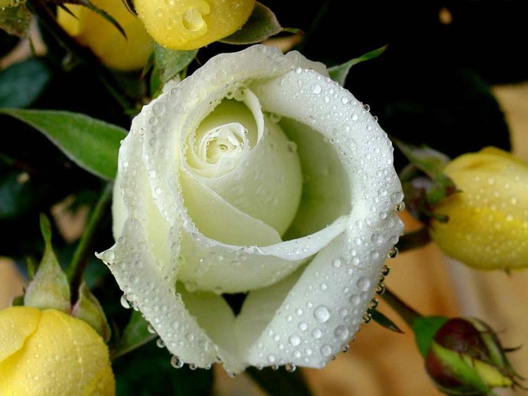 Белые розы - Белые розы фото