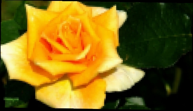 Видеоклип на песню Жёлтые розы (live) - Желтые розы  символ жизни, cвета и солнца.