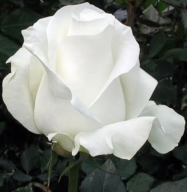Кабриолет - Роза белая фото
