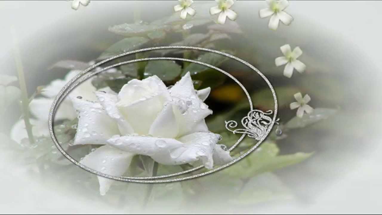 Михаил Шуфутинский - Белые розы фото