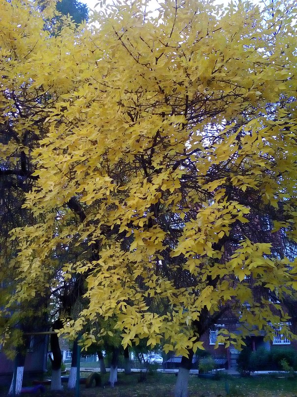 осень - Осень  раскрасавица фото