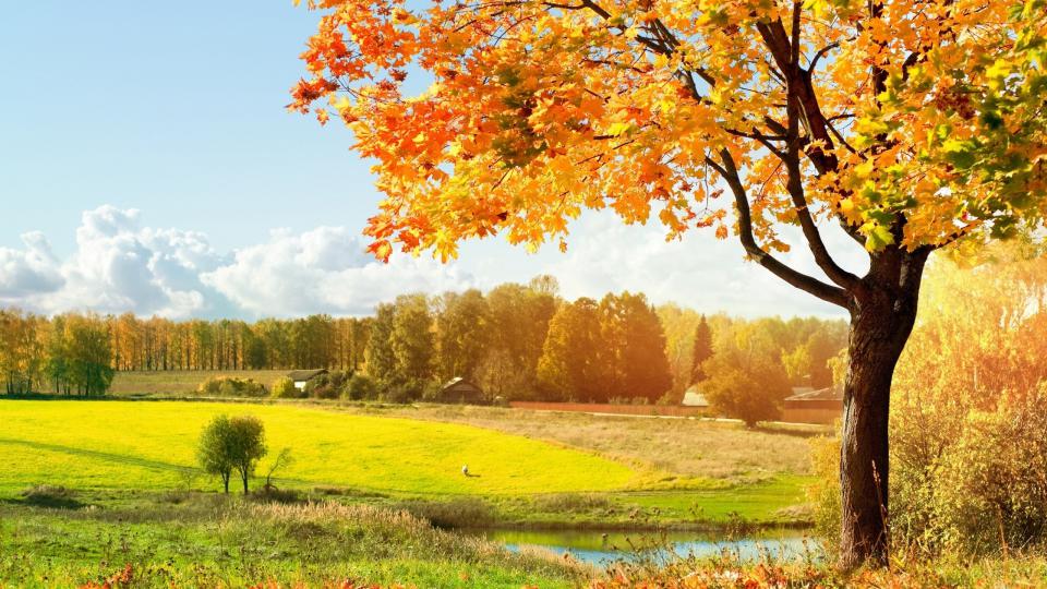 осень - Осень - золотой листопад фото