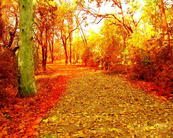 Песни про осень - Золотой листопад фото