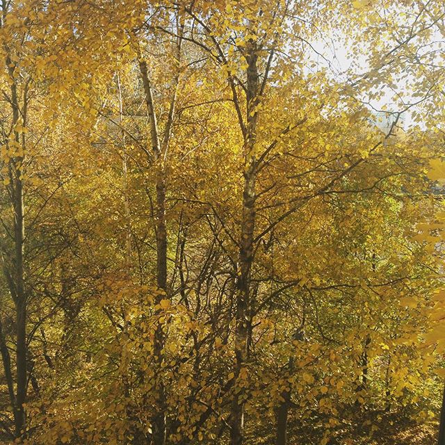 С.Наговицын - Золотая осень фото