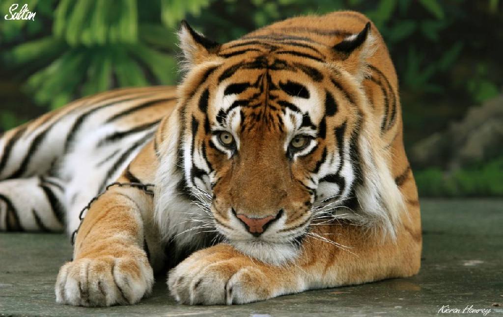 Тигр - Тигр фото