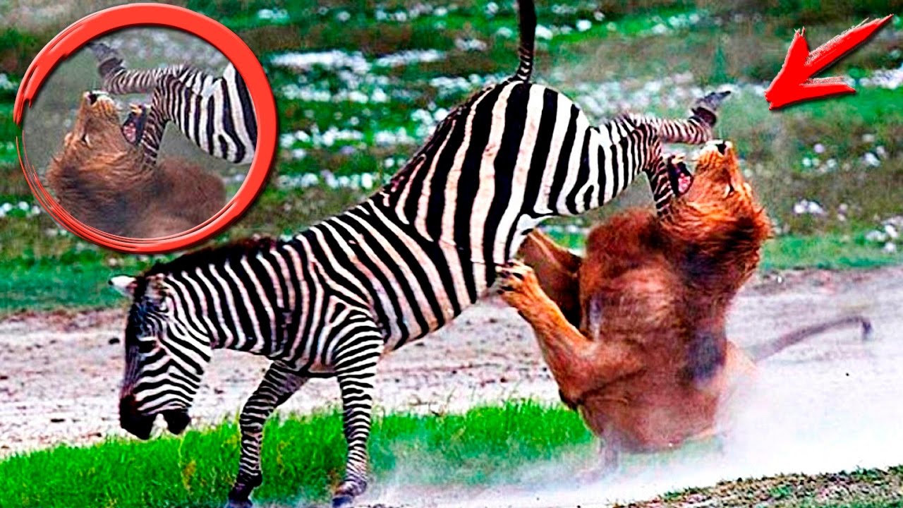 Животные на все случие жизни - Самые сумасшедшие животные в мире фото