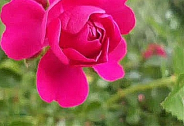 Видеоклип на песню Розы алые - Розы алые