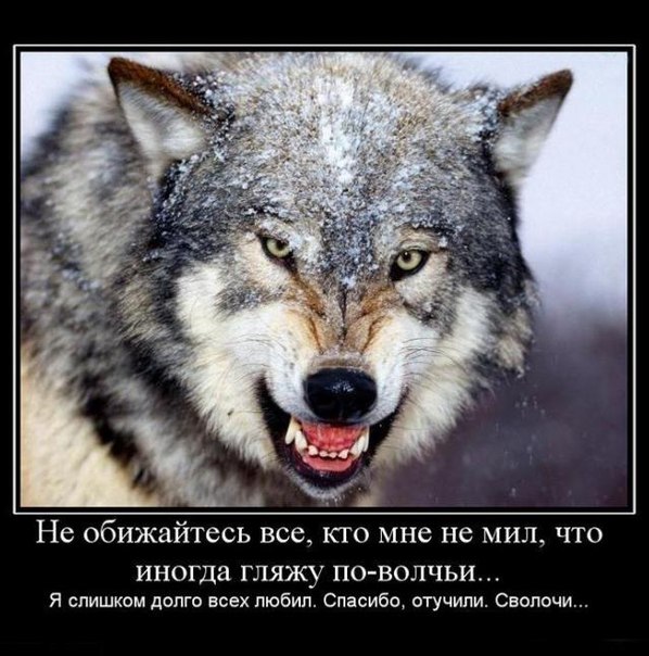 Антон Азаров - Волк фото