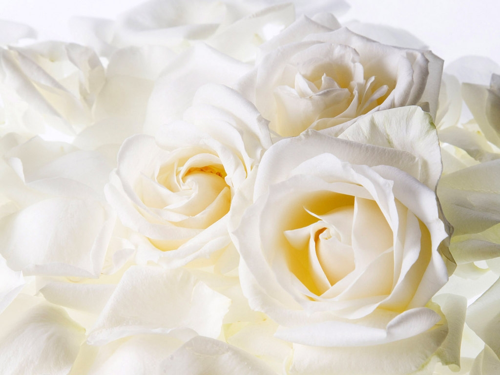 Аркадиас - Белые розы фото