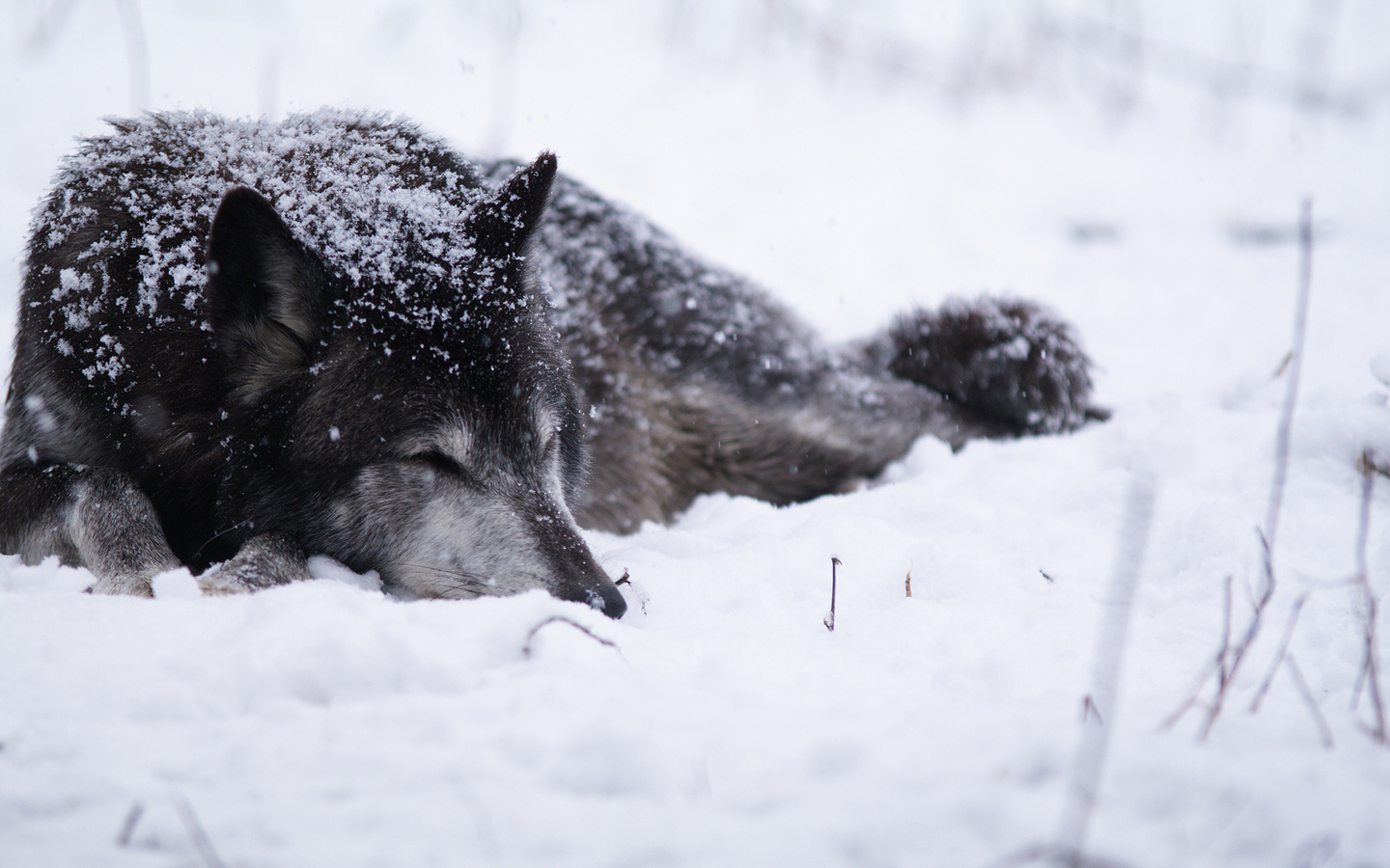 Миша Маваши - Бегал волк фото