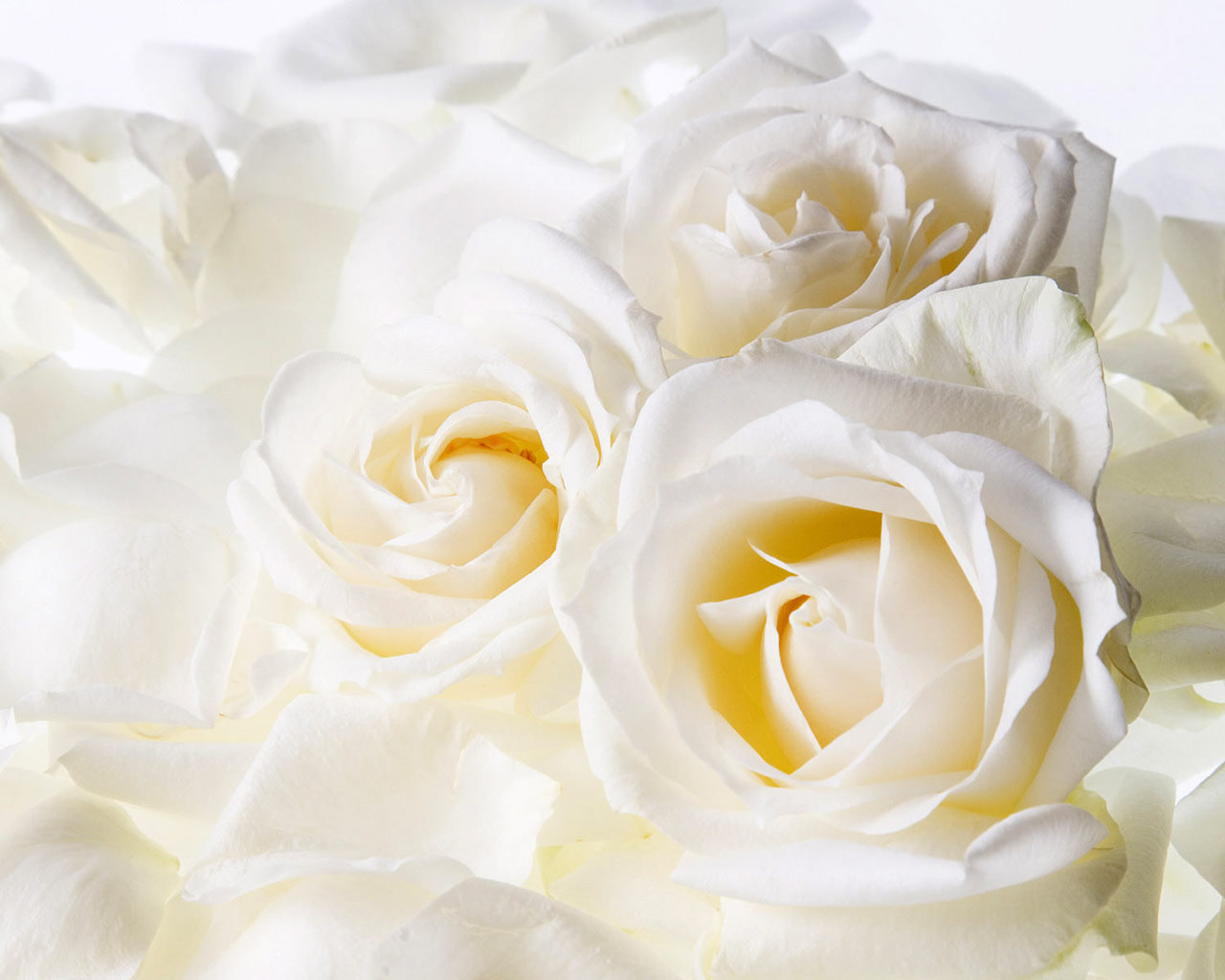 Круг Ирина, Королев Виктор - Букет из белых роз [Букет белых роз] фото