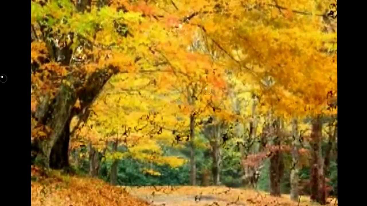 БУтырка - Осень золотая фото