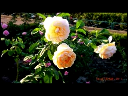 Видеоклип на песню Белые розы - Любимым женщинам "Розы белые"