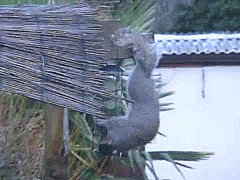 Видеоклип на песню The Impossible - Squirrel's Impossible Mission: Bird Feeder Raid Hanging Upside Down