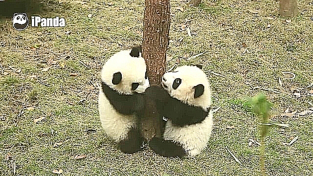 Видеоклип на песню Слово Панды и Лиги - Малыши панды веселятся