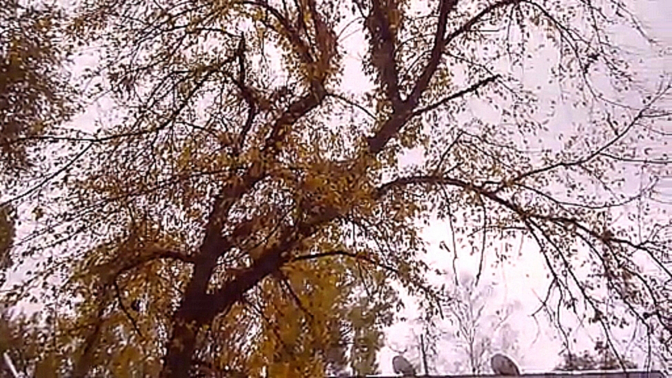 Видеоклип на песню Осень постучалась к нам золотым дождем - Золотое дерево Краски Осени 21 10 2014