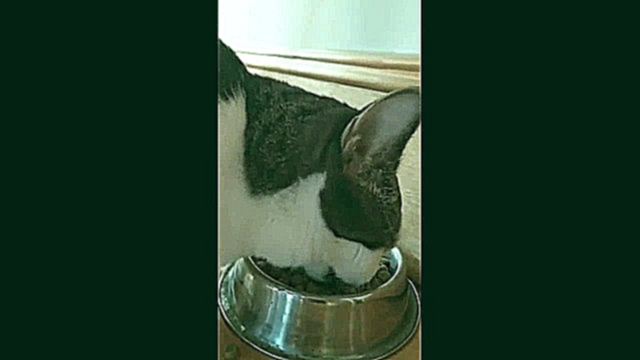 Видеоклип на песню Без звука - Кот издает странные звуки, когда ест