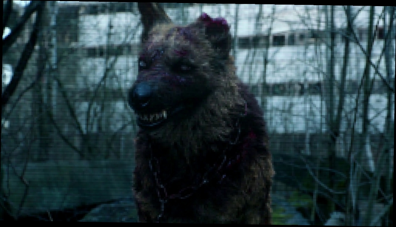 Чернобыль рутуб. Собака из Чернобыля зона отчуждения.