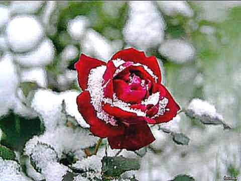 Видеоклип на песню Алые Розы - снег на розах С Васюта гр Сладкий сон