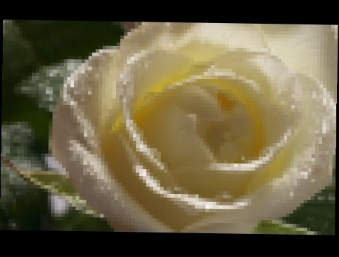 Видеоклип на песню Белые розы - Плачьте белые розы Arkadias