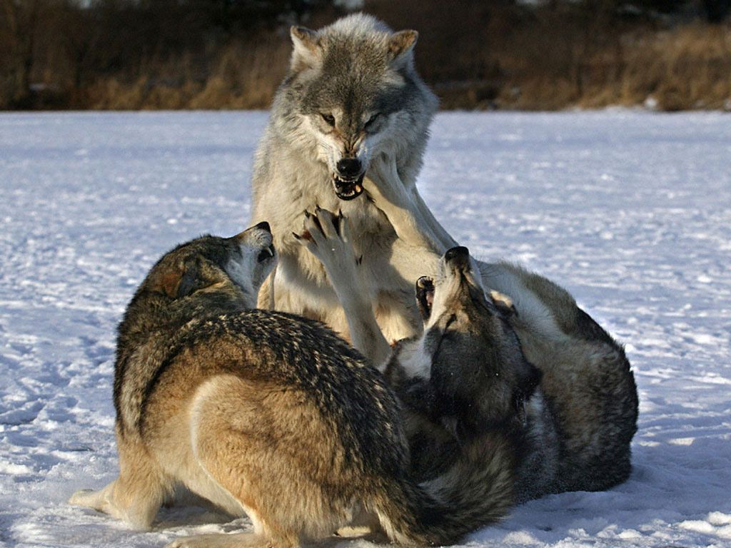 Инна - Одинокие волки фото