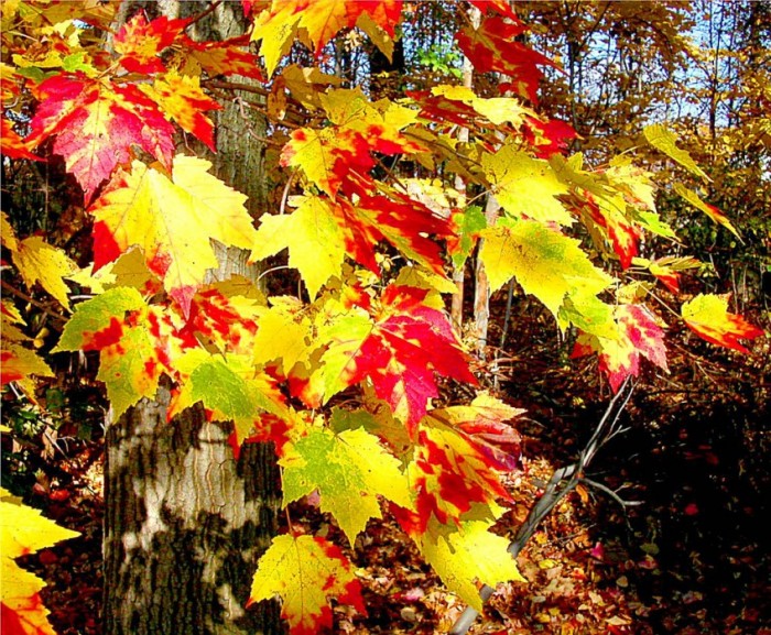 Лариса Слесарь - Осень,падают листья. фото