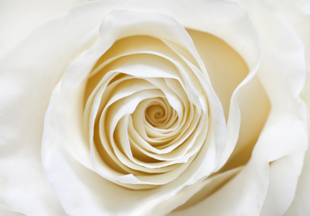 Неизвестен - Розы белые фото