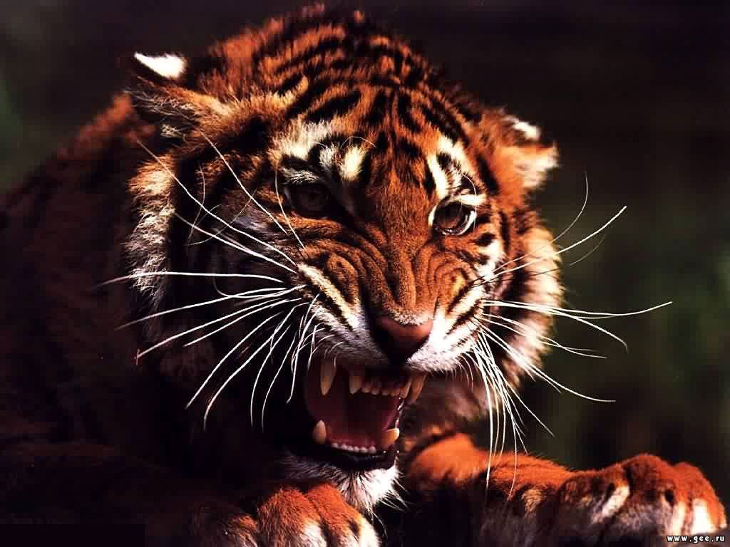 Николаша - Мой братан Тигр ❤ фото