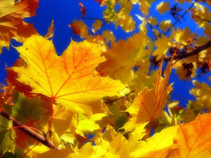 песенка Листик желтый - Приходи красавица Осень золотая. фото