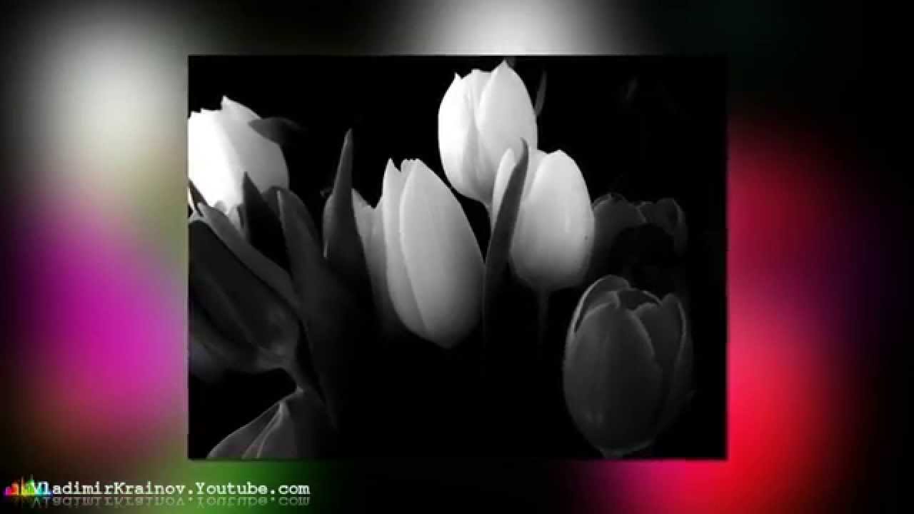 Белые тюльпаны спокойной ночи. Когда вышла песня тюльпан