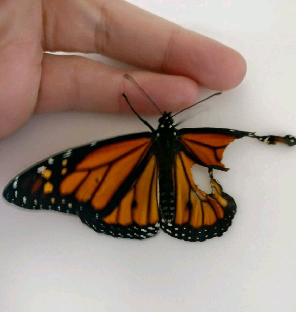 Сложенные крылья бабочки. Птицекрылка бабочка. Крылья бабочки монарха. Крылья Монарх Крылья бабочки. Бабочка с поврежденным крылом.